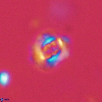 Cruciplacolithus latipons 69233