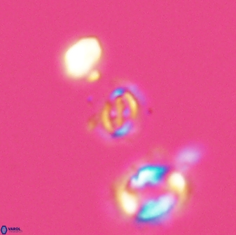 Cruciplacolithus primus 22844