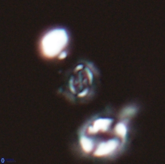 Cruciplacolithus primus 22845