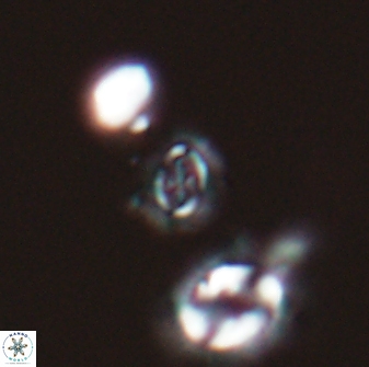 Cruciplacolithus primus 22845