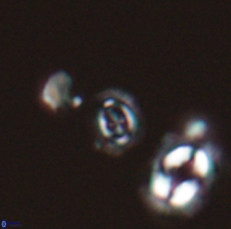 Cruciplacolithus primus 22846