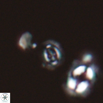 Cruciplacolithus primus 22846