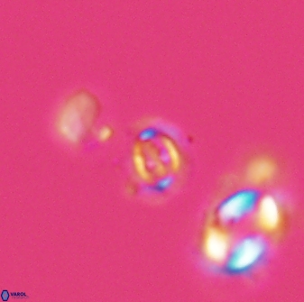 Cruciplacolithus primus 22847