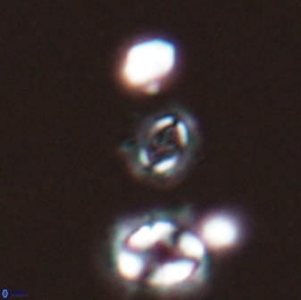 Cruciplacolithus primus 22848