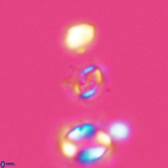 Cruciplacolithus primus 22850