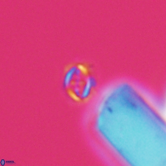 Cruciplacolithus primus 22888