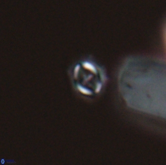 Cruciplacolithus primus 22889