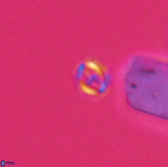 Cruciplacolithus primus 22890