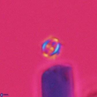 Cruciplacolithus primus 22891