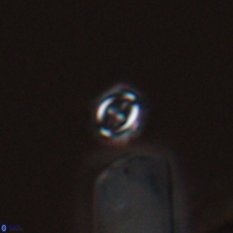 Cruciplacolithus primus 22892