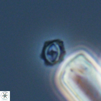 Cruciplacolithus primus 22894