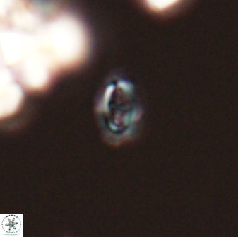 Cruciplacolithus primus 24155