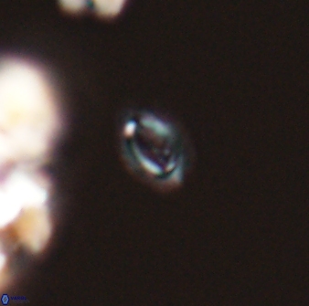 Cruciplacolithus primus 24157