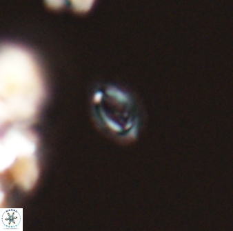 Cruciplacolithus primus 24157
