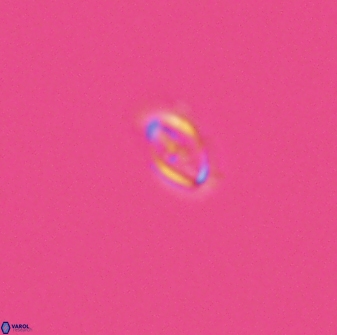 Cruciplacolithus primus 24167