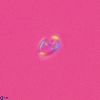 Cruciplacolithus primus 24169