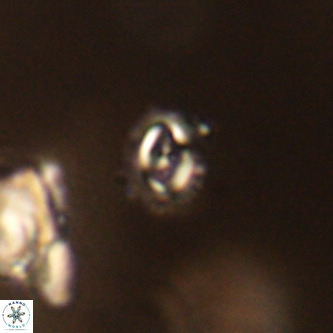Cruciplacolithus primus VR 01213