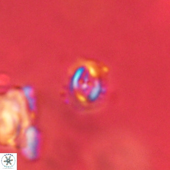 Cruciplacolithus primus VR 01214