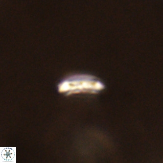 Cruciplacolithus primus VR 01398