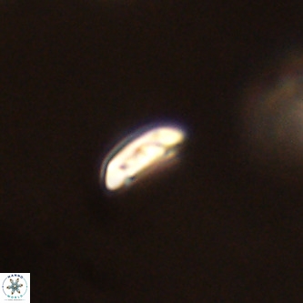 Cruciplacolithus primus VR 01401