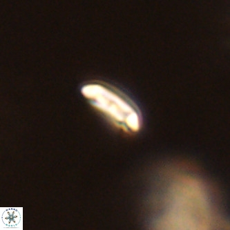 Cruciplacolithus primus VR 01402