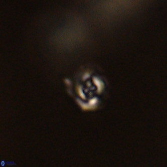 Cruciplacolithus primus VR 01414