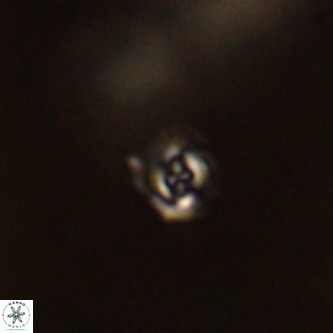 Cruciplacolithus primus VR 01414