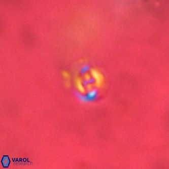 Cruciplacolithus primus VR 01415