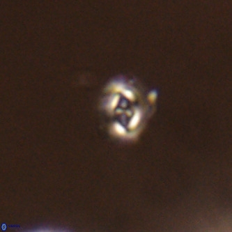 Cruciplacolithus primus VR 01420