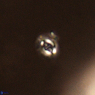 Cruciplacolithus primus VR 01422