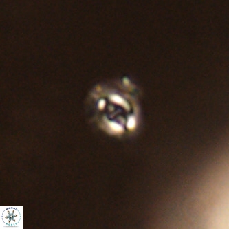 Cruciplacolithus primus VR 01422