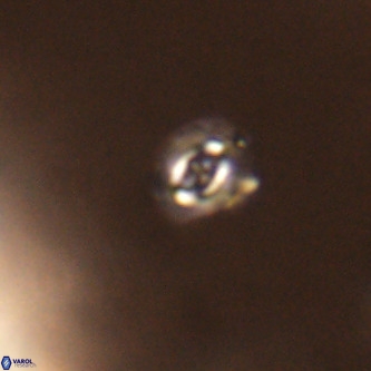 Cruciplacolithus primus VR 01424