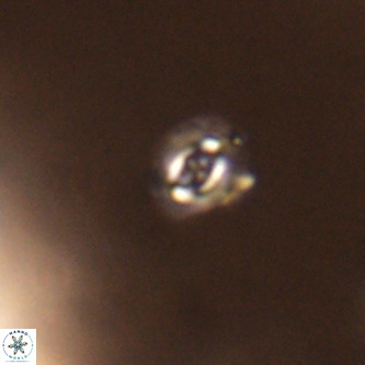 Cruciplacolithus primus VR 01424