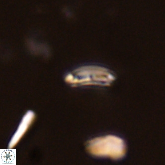 Cruciplacolithus primus VR 01744