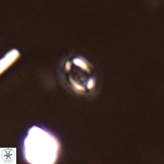 Cruciplacolithus primus VR 01719