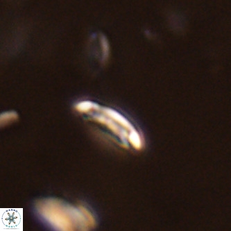Cruciplacolithus primus VR 01734