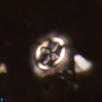 Cruciplacolithus primus large VR 02059