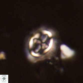 Cruciplacolithus primus large VR 02059