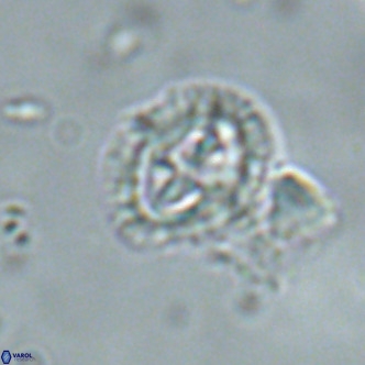 Cruciplacolithus primus large VR 02065