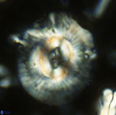 Cruciplacolithus staurion VR 02534