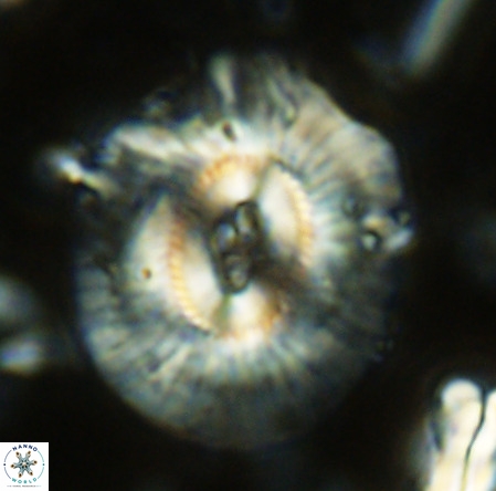 Cruciplacolithus staurion VR 02534