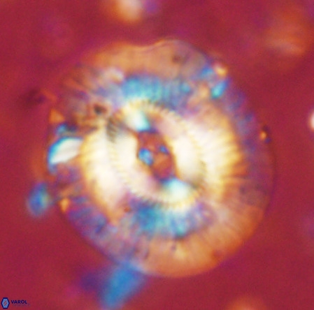 Cruciplacolithus staurion VR 02537