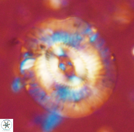 Cruciplacolithus staurion VR 02537