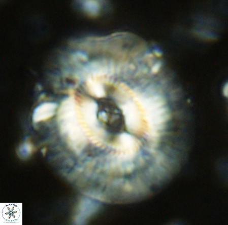 Cruciplacolithus staurion VR 02538