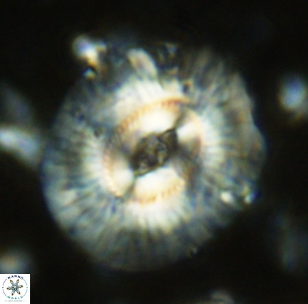 Cruciplacolithus staurion VR 02539