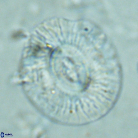 Cruciplacolithus staurion VR 02544