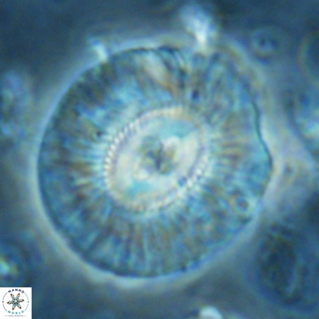 Cruciplacolithus staurion VR 02547