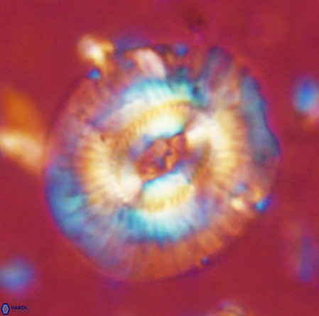 Cruciplacolithus staurion VR 02540