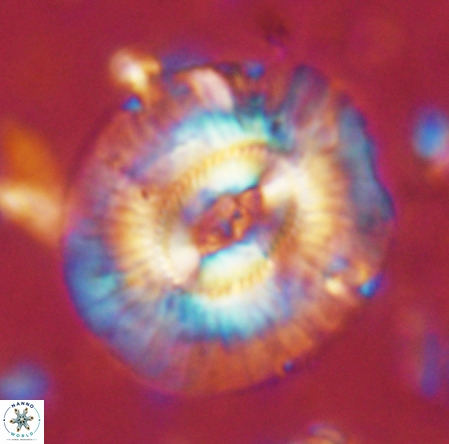 Cruciplacolithus staurion VR 02540