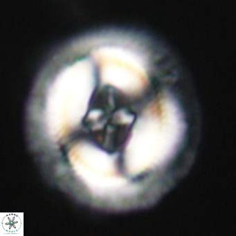 Cruciplacolithus staurion VR 30946